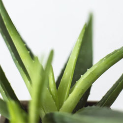 Propiedades del aloe vera